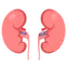 Kidney
