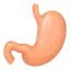 Gut Health