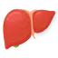Liver